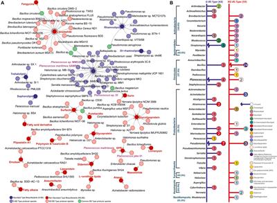 Planococcus Species – An Imminent Resource to Explore Biosurfactant and Bioactive Metabolites for Industrial Applications